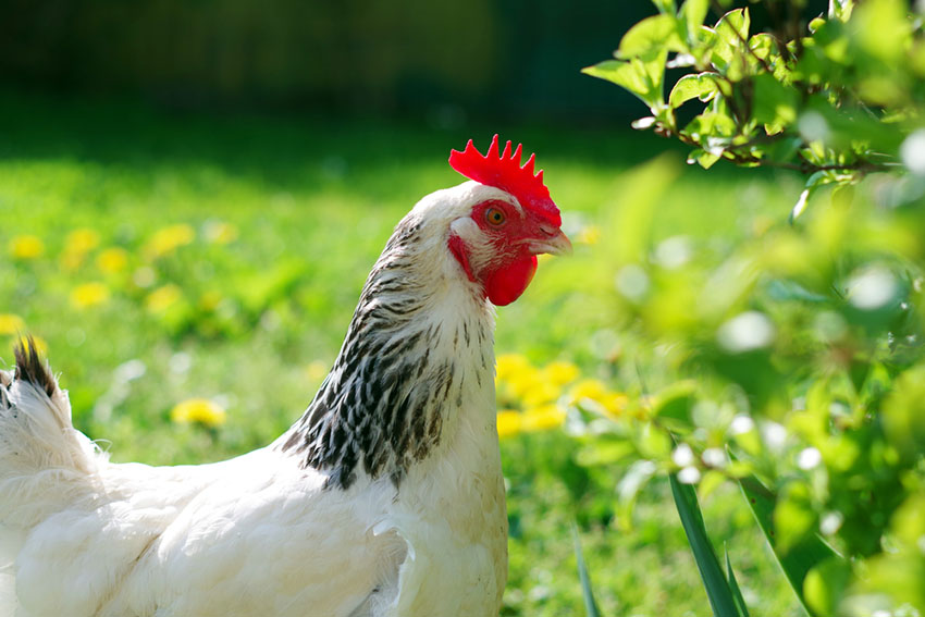 Chicken Care FAQs Chicken FAQs Chickens Guide Omlet US